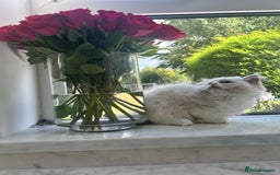 Ragdoll cats for sale: Chunky Kittens Available  - Image 12