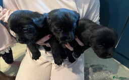 Labrador Retriever dogs for sale: Beautiful Labrador pups black and chocalate  - Image 2