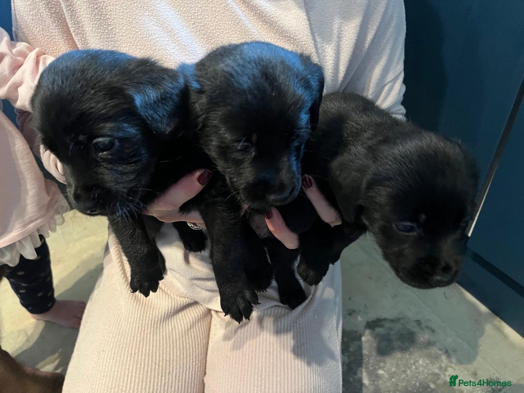 Labrador Retriever dogs for sale: Beautiful Labrador pups black and chocalate  - Image 2