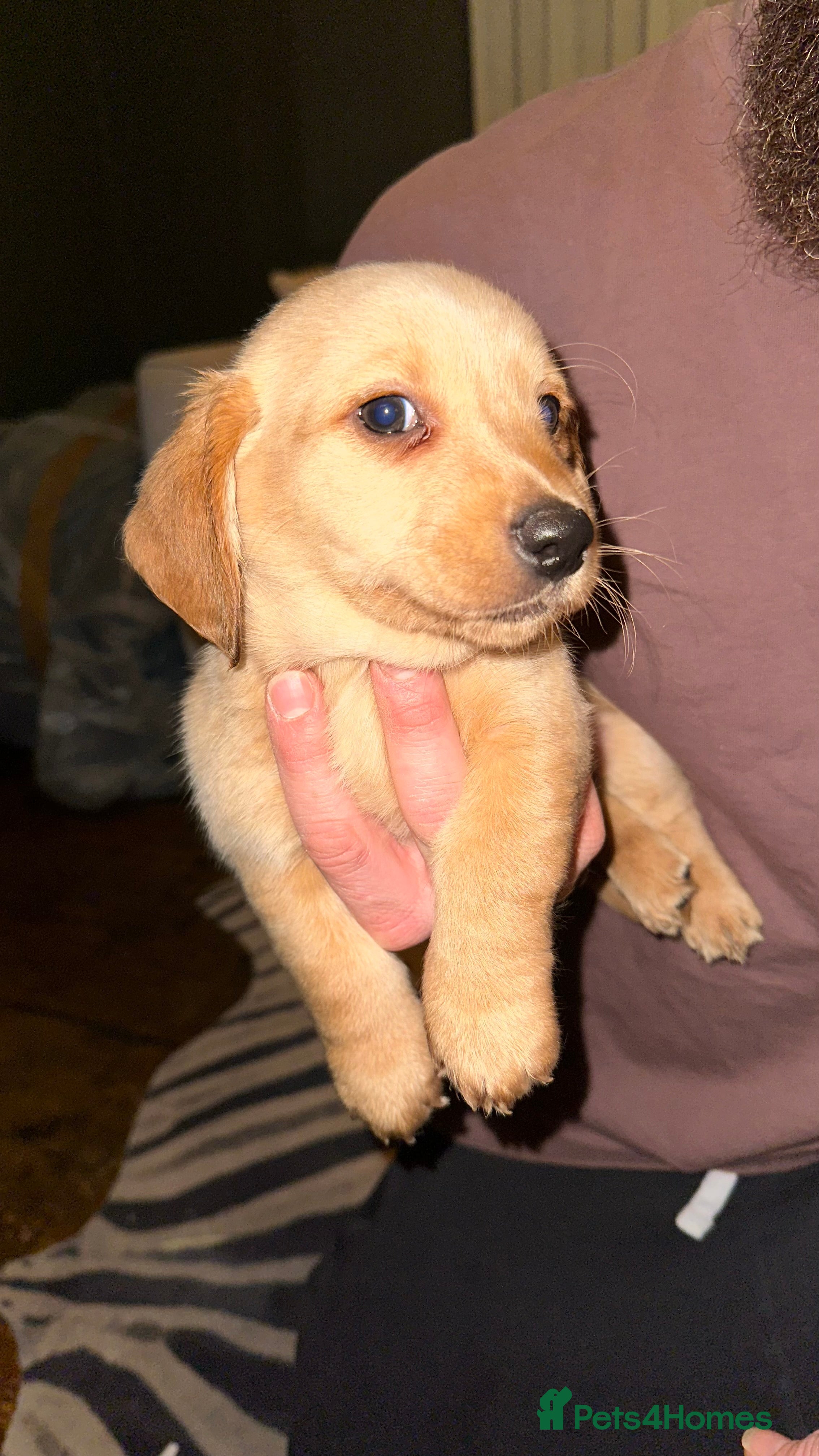 Mixed Breed dogs Dachsador  - Advert 5