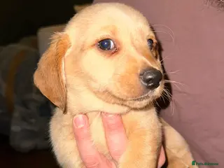 Mixed Breed dogs Dachsador - Advert 5