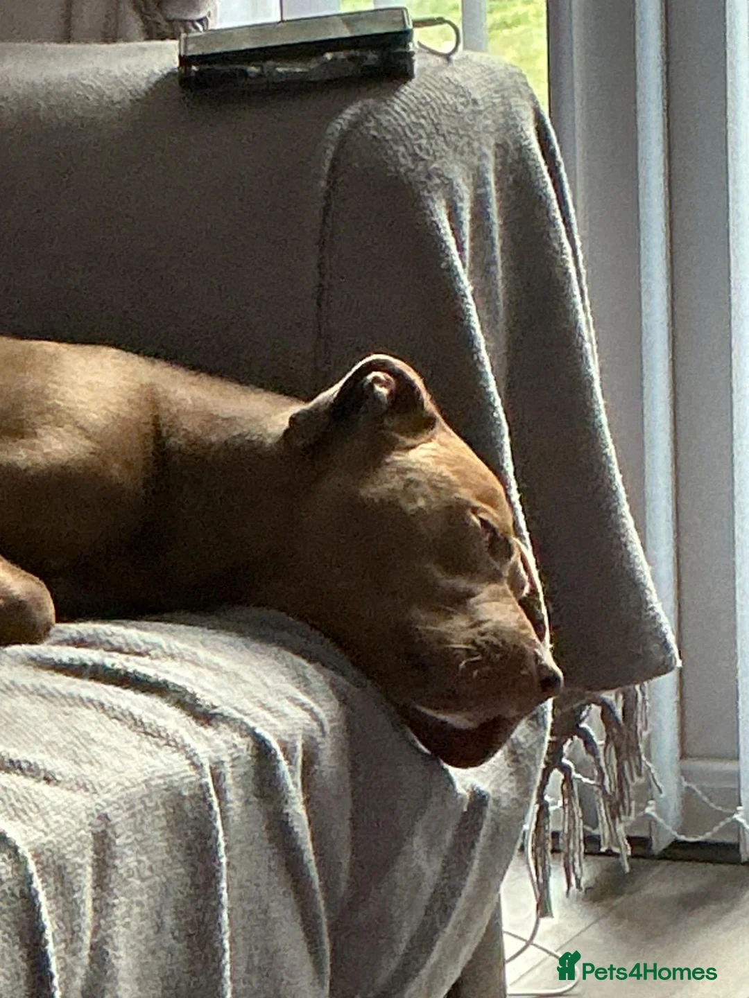 Staffordshire Bull Terrier dogs for sale: 7 months old staffy - Advert 2