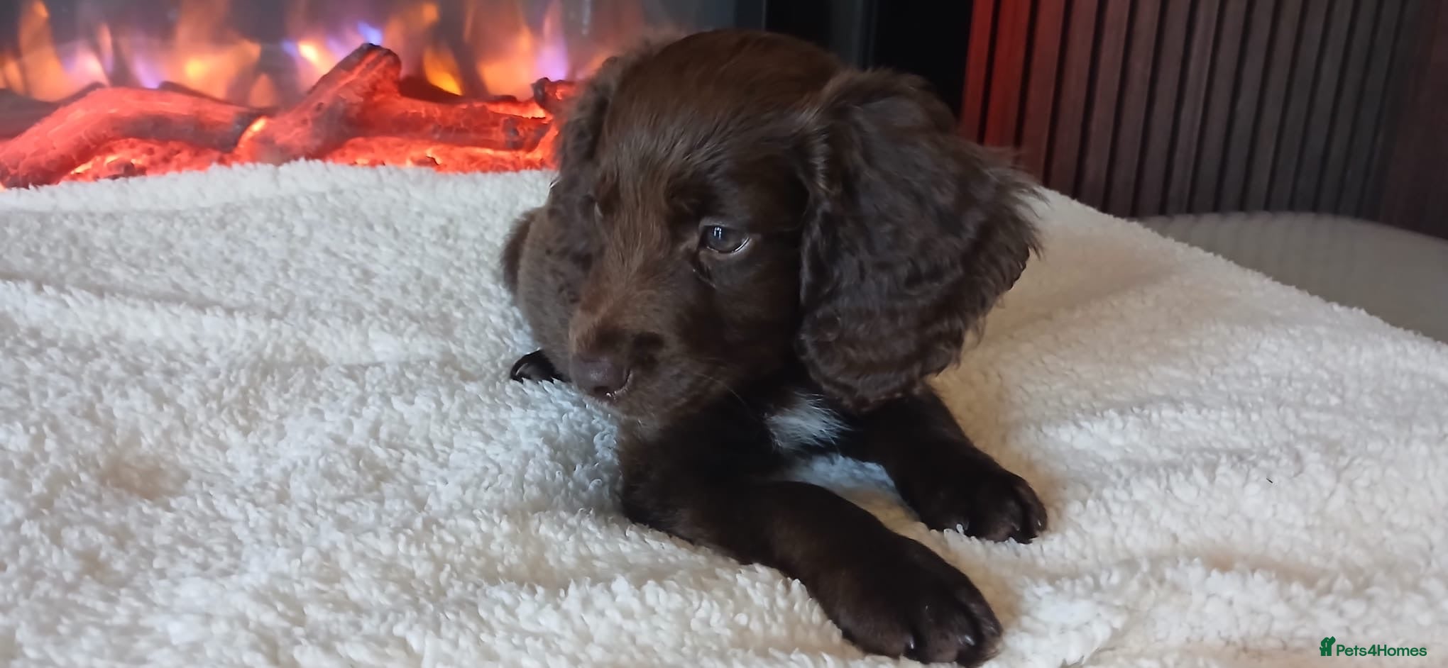 Cocker Spaniel dogs beautiful cocker spaniel pup - Advert 2