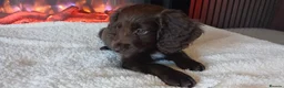 Cocker Spaniel dogs for sale: beautiful cocker spaniel pup - Advert 1