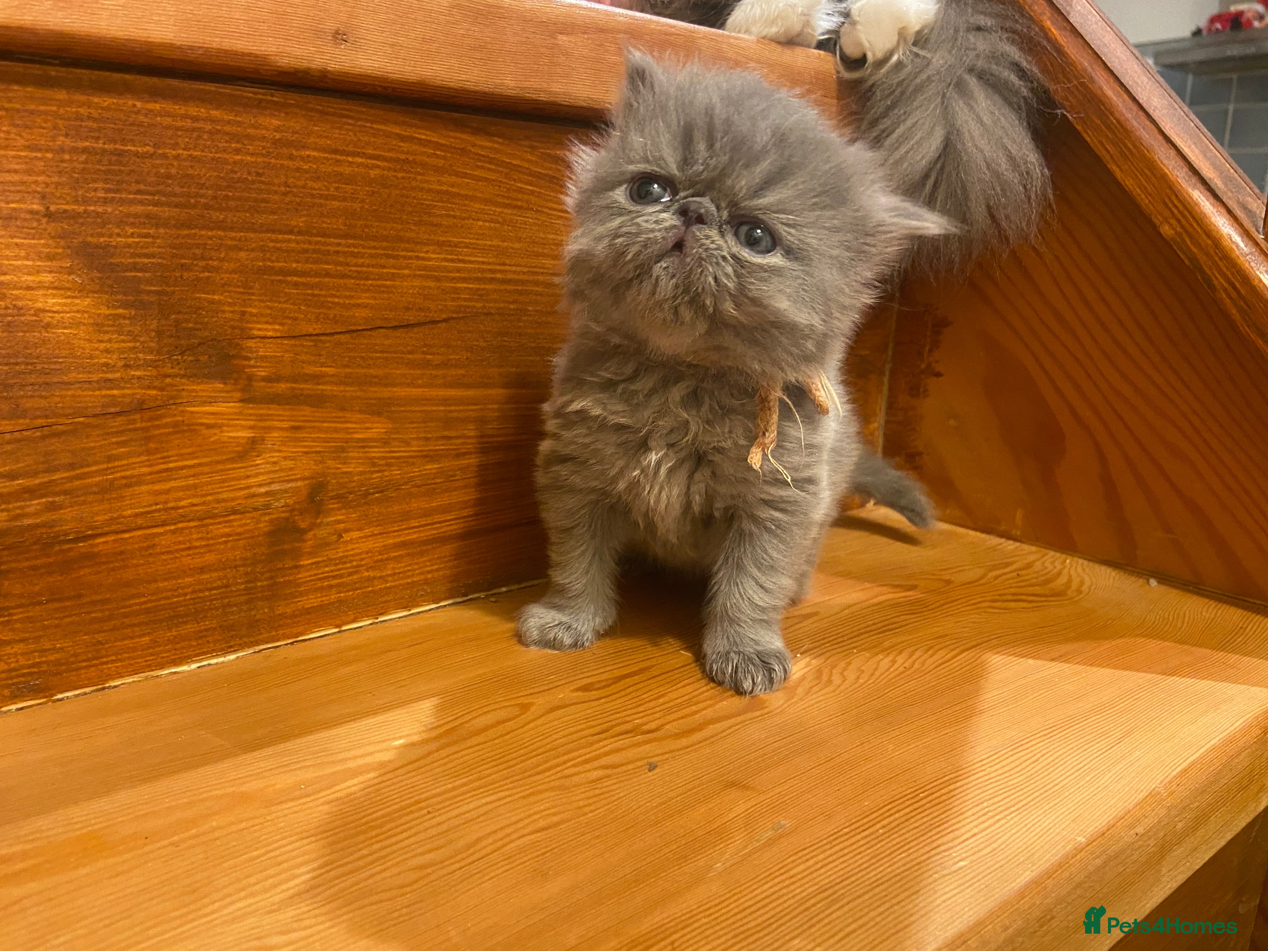 Persian cats Stunning pedigree Persian kittens - Advert 18