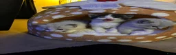 Mixed Breed cats for sale: Cross ragdoll kittens - Advert 7