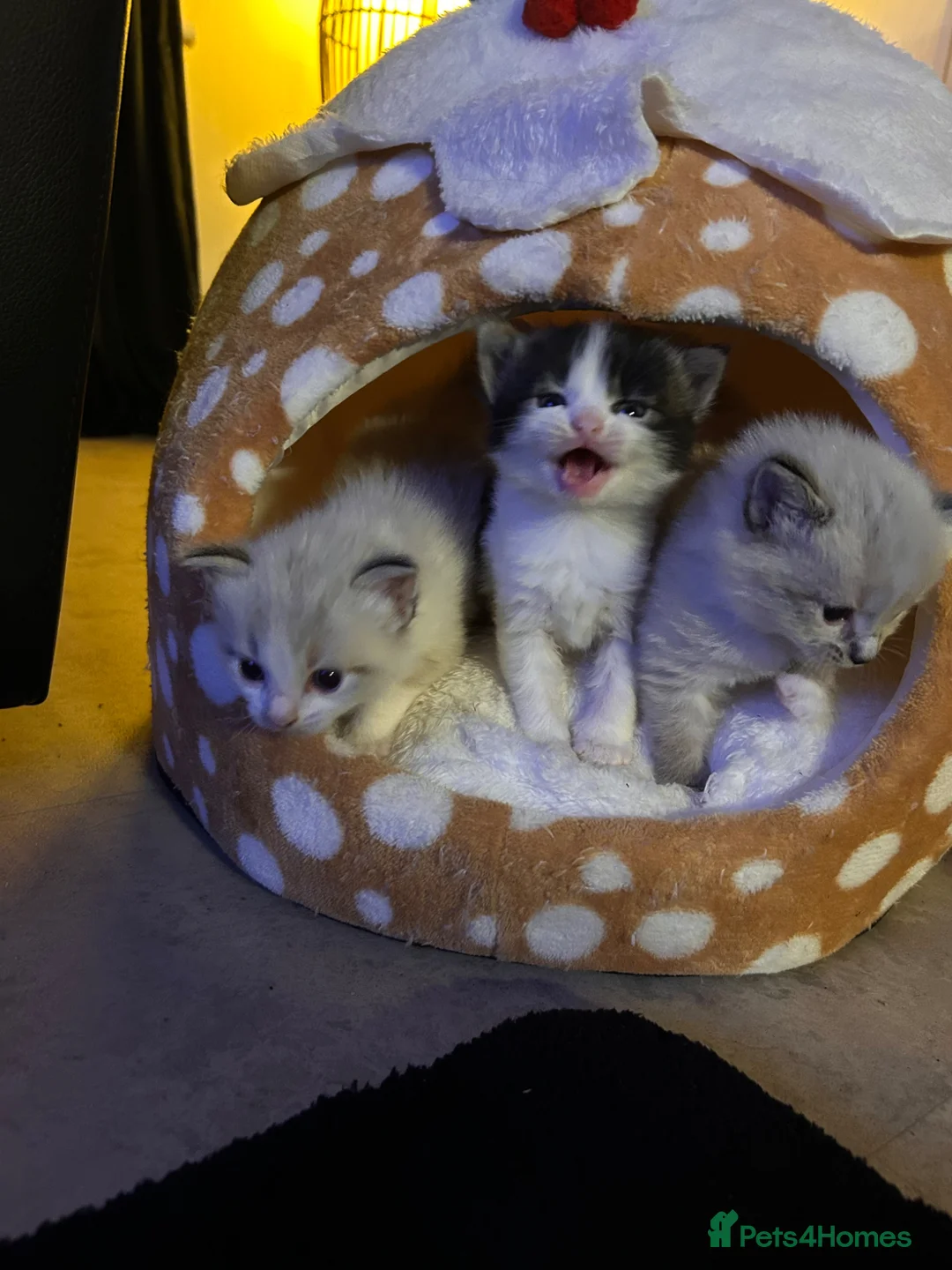 Mixed Breed cats for sale: Cross ragdoll kittens - Advert 7