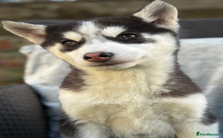 Siberian Husky dogs Siberian husky puppy bitch - Advert 3