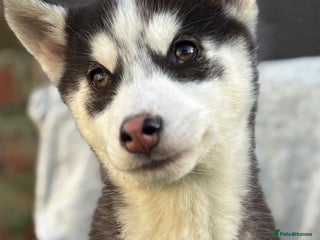 Siberian Husky dogs Siberian husky puppy bitch - Advert 1