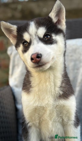 Siberian Husky dogs Siberian husky puppy bitch - Advert 3