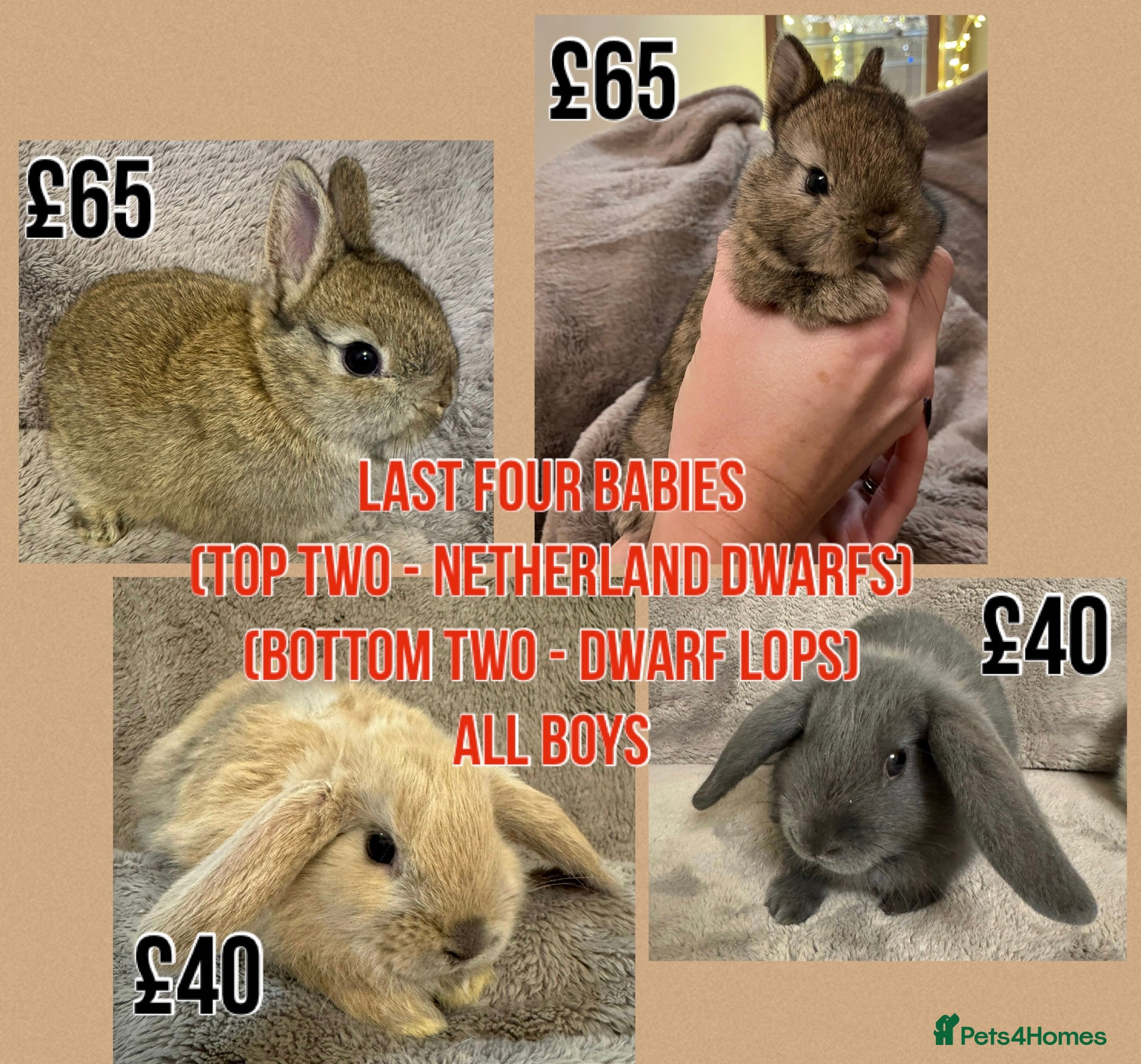 Dwarf Lop rabbits 6 Dwarf Lops & 4 Pedigree Netherland Dwarfs - Advert 2