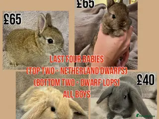 Dwarf Lop rabbits 6 Dwarf Lops & 4 Pedigree Netherland Dwarfs - Advert 2