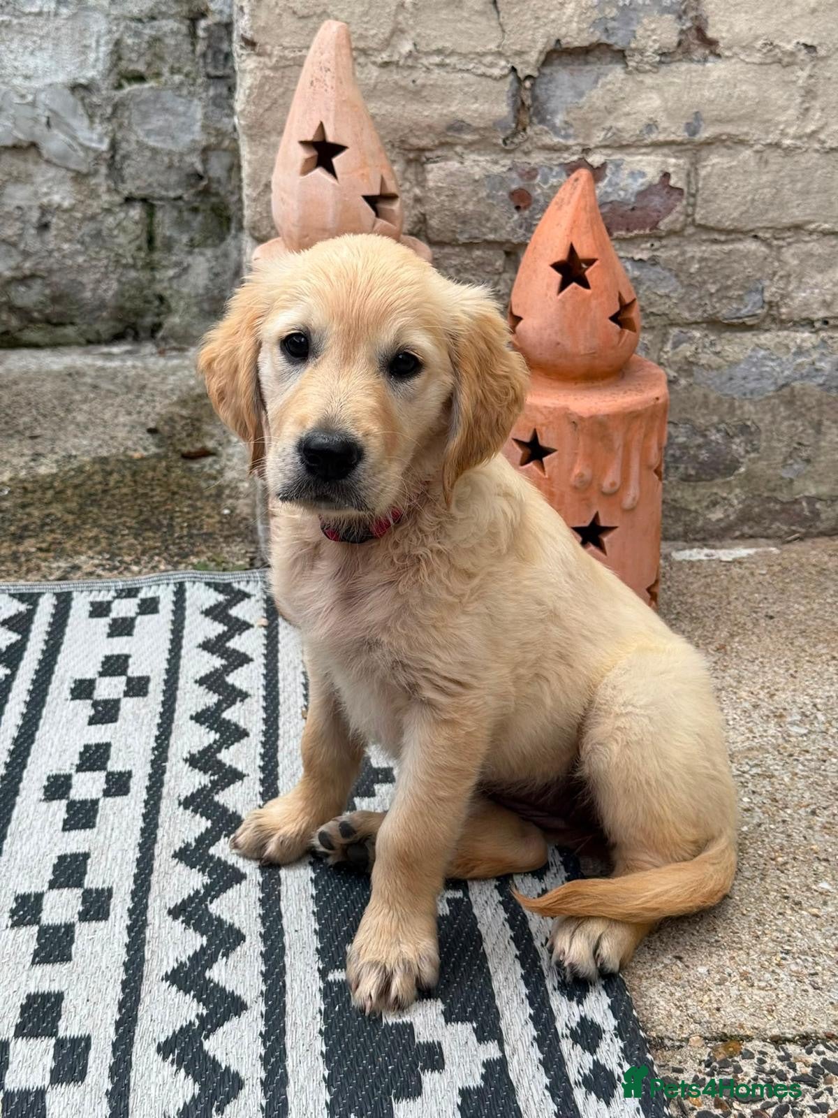 Golden Retriever dogs KC Golden retriever puppies ready now..  - Advert 1