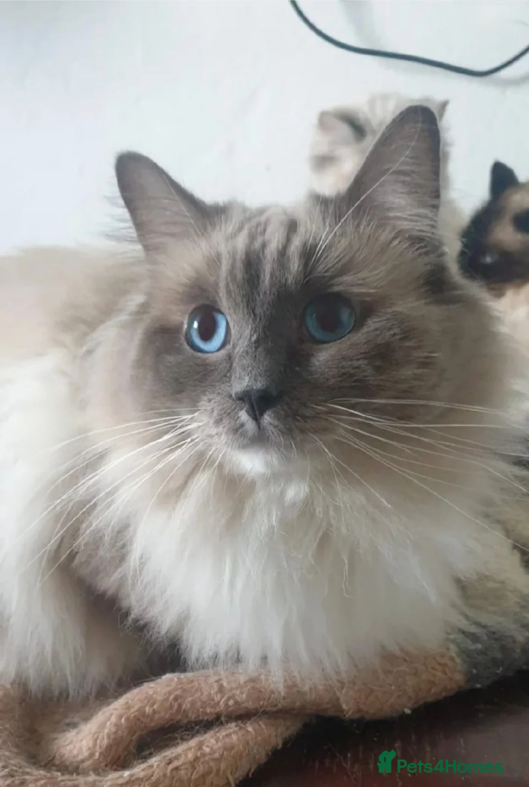 Ragdoll cats for stud: ❤️Magnificent GCCF Active Registered Stud❤️ - Advert 10