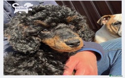 Cockapoo dogs for sale: Beautiful Phantom cockerpoo puppies  - Image 13