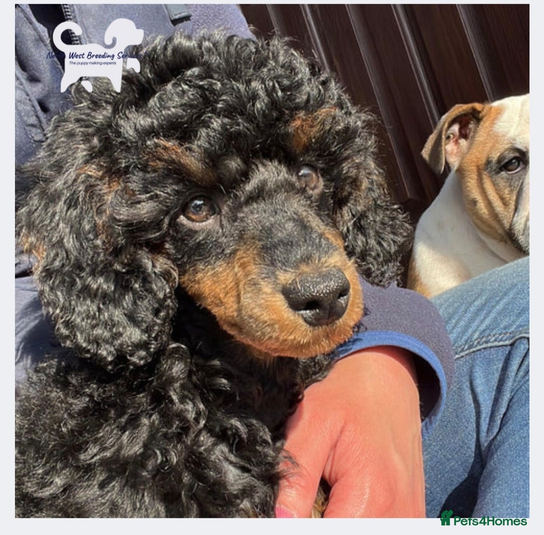 Cockapoo dogs for sale: Beautiful Phantom cockerpoo puppies  - Image 13