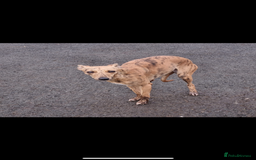 Lurcher dogs for stud: Whippet grey x beddy whippet grey - Image 5