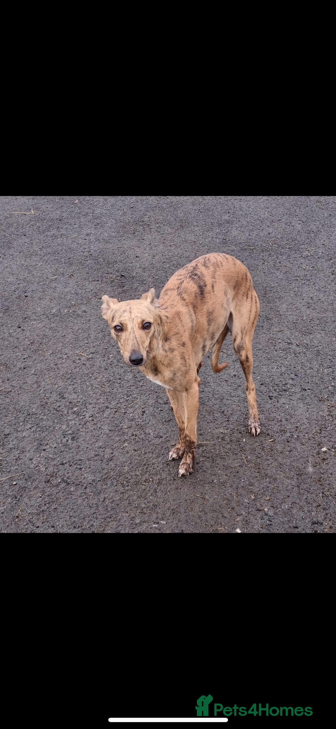 Lurcher dogs for stud: Whippet grey x beddy whippet grey - Image 5