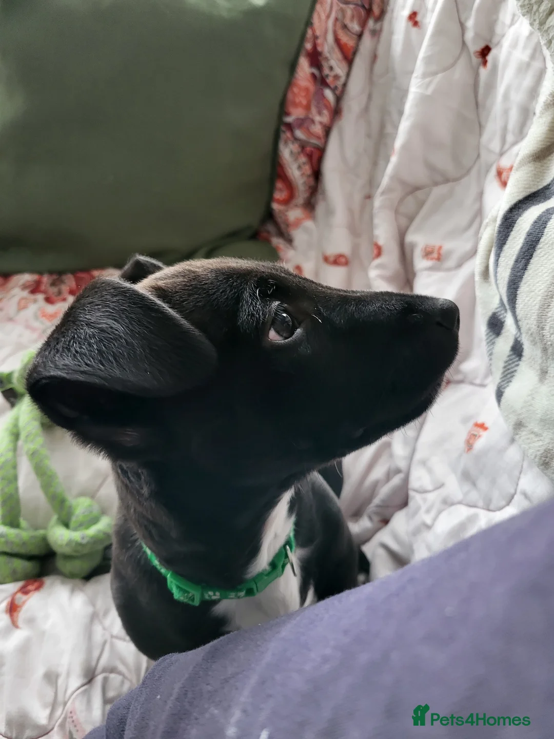 Mixed Breed dogs for sale: Ollie - Advert 11