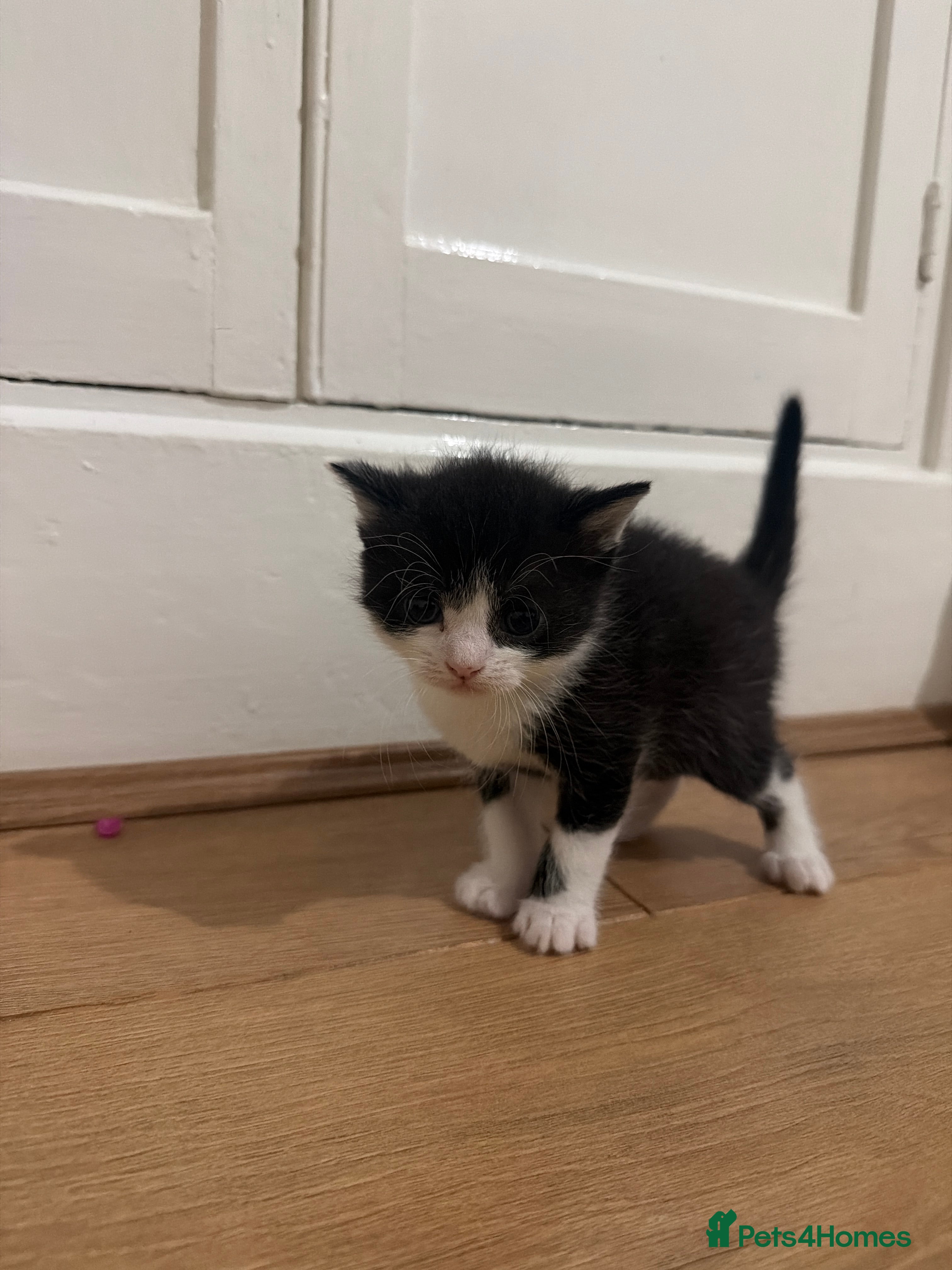 British Shorthair cats Beautiful British Shorthair Kittens - Advert 2