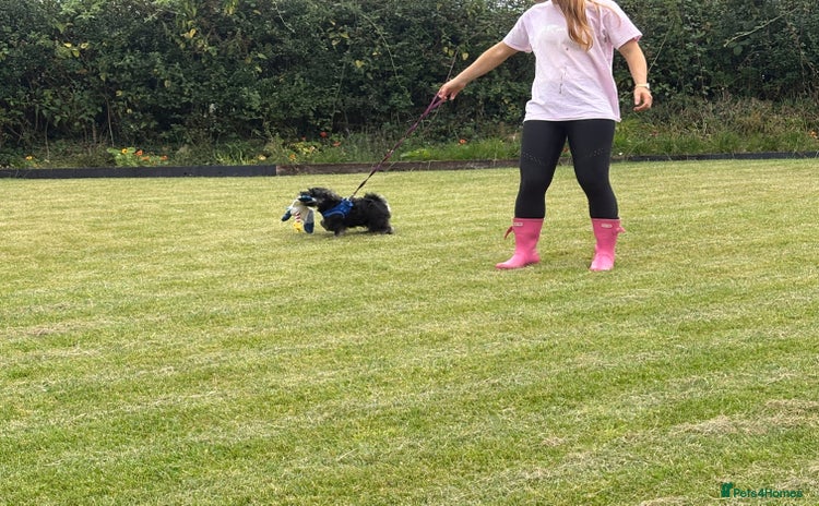 Miniature Schnauzer dogs - Advert 6