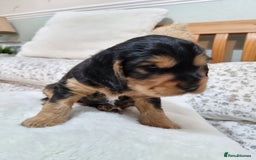 Cocker Spaniel dogs for sale: 🐾 Beautiful Show Cocker Spaniel Puppys - Image 4