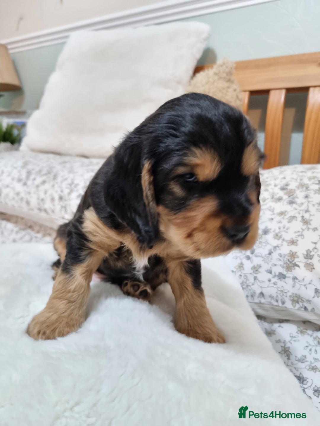 Cocker Spaniel dogs for sale: 🐾 Beautiful Show Cocker Spaniel Puppys - Image 4