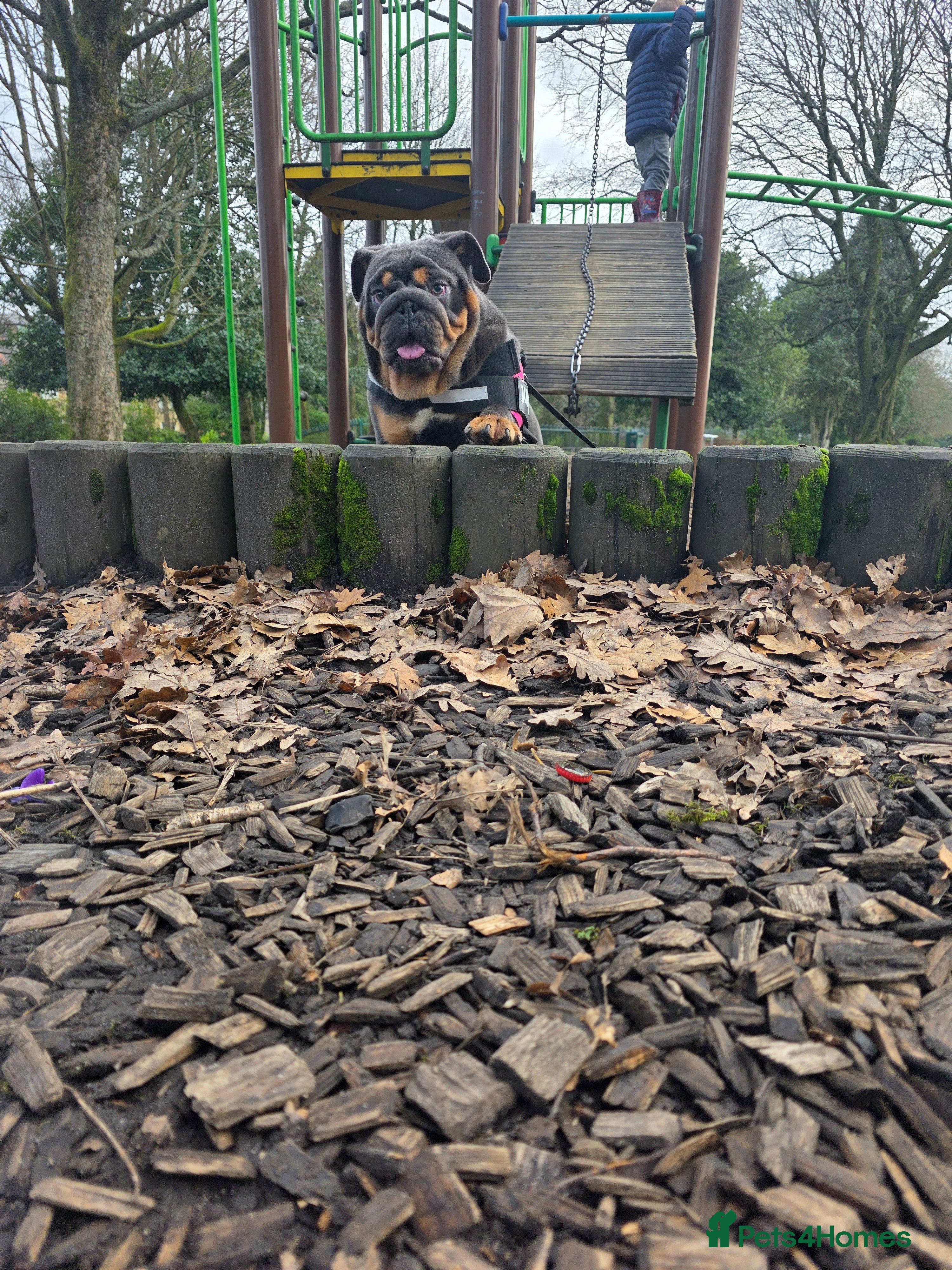 English Bulldog dogs Posherbulls😍GORILLA X FIFI😍 - Advert 1