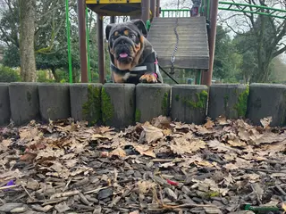 English Bulldog dogs Posherbulls😍GORILLA X FIFI😍 - Advert 1