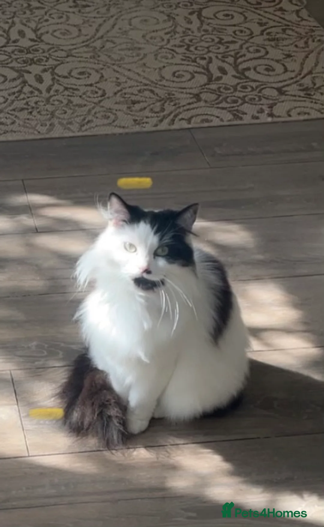 Mixed Breed cats for sale: Lovely Long Haired Cow Cat - Advert 6