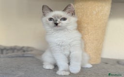Ragdoll cats for sale: Gentle, Cuddly, Affectionate, Playful Kittens - Image 13