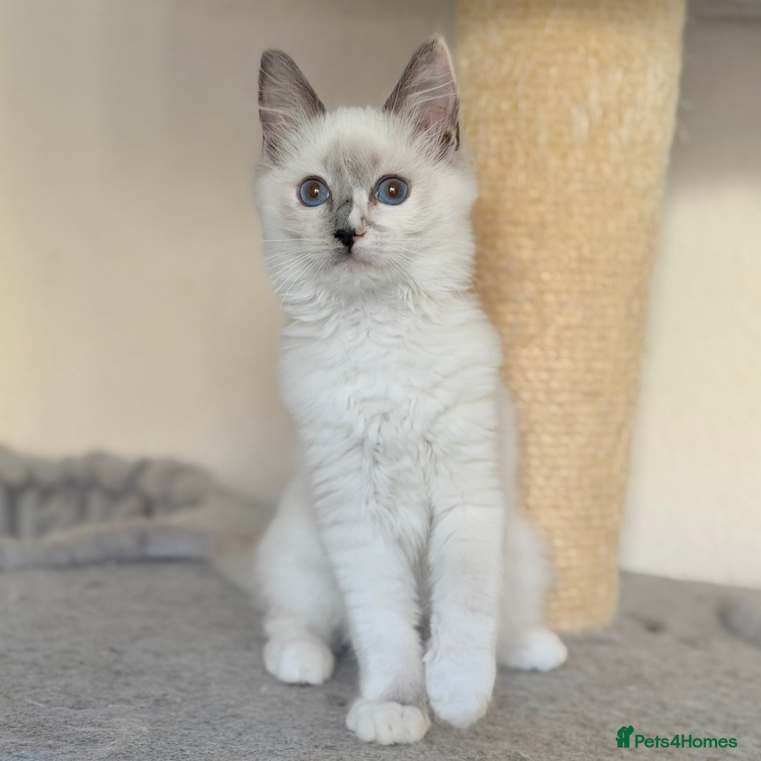 Ragdoll cats for sale: Gentle, Cuddly, Affectionate, Playful Kittens - Image 13