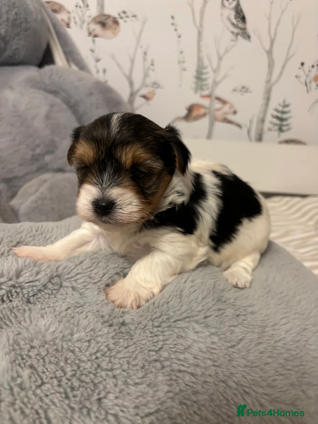 Yorkshire Terrier dogs for sale: 3 VERY SMALL GIRLS LEFT - Advert 11