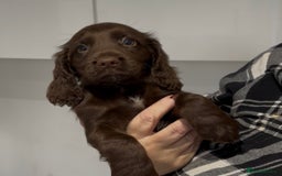 Cocker Spaniel dogs for sale: Chocolate Cocker Spaniel Puppies - Image 2