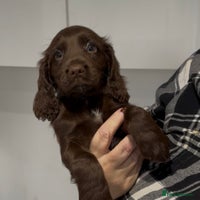 Cocker Spaniel dogs - Advert 5