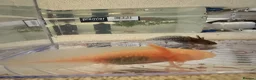 Axolotl reptiles for sale: Axolotl Babies - only 3 left!  - Advert 9