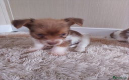Mixed Breed dogs for sale: Shitzu x jack Russell  - Image 17