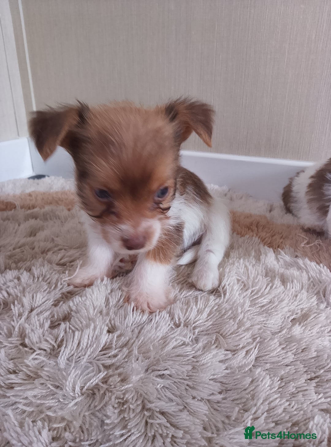 Mixed Breed dogs for sale: Shitzu x jack Russell  - Image 17