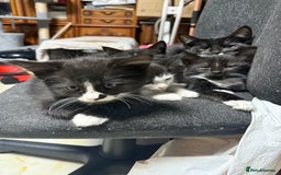 Korat cats for sale: KITTENS FOR FREE!!! NEED GONE ASAP! - Image 14