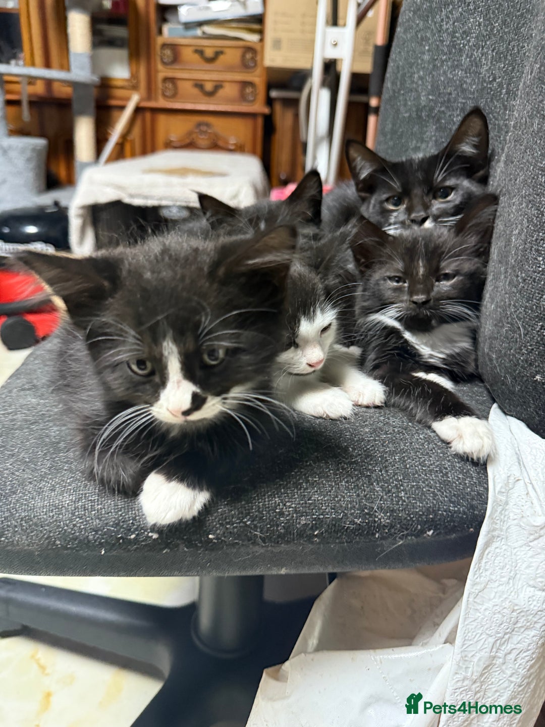 Korat cats for sale: KITTENS FOR FREE!!! NEED GONE ASAP! - Image 14