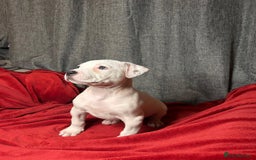 American Bulldog dogs for sale: American Bulldog - Image 7