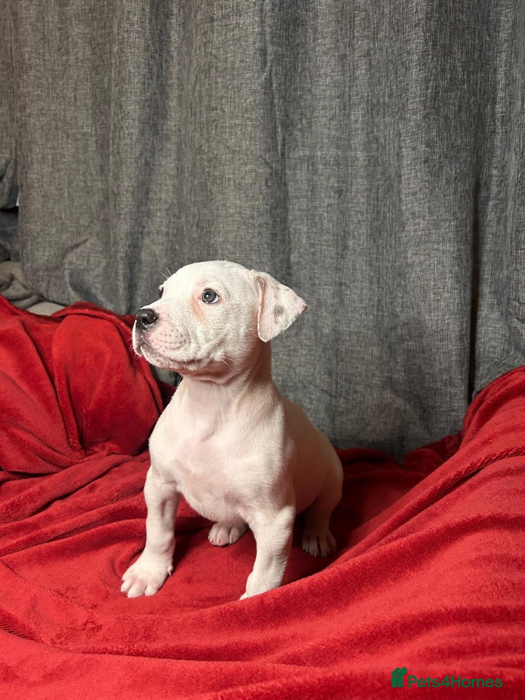 American Bulldog dogs for sale: American Bulldog - Image 7