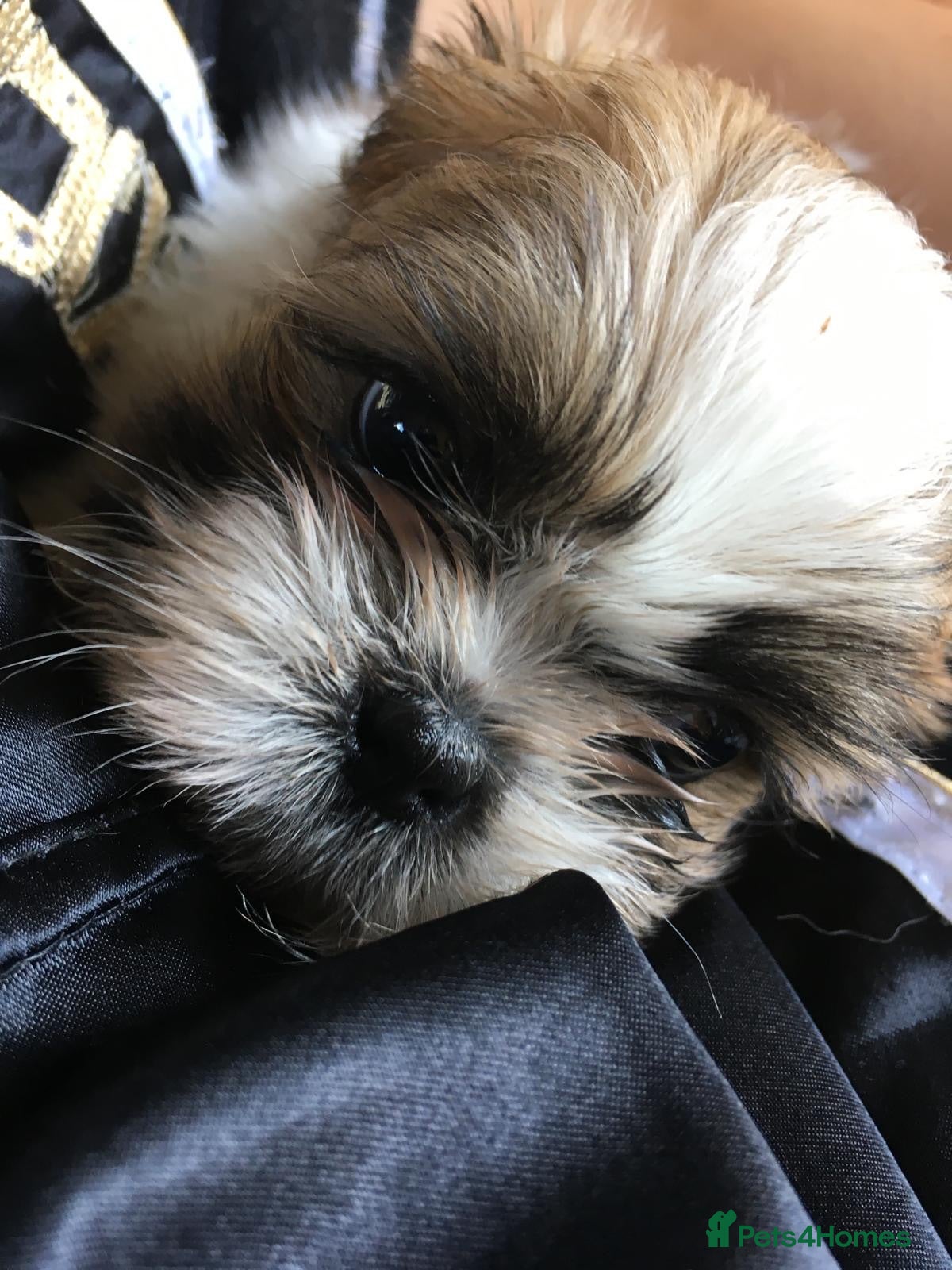 Shih Tzu dogs Beautiful litter of Shih Tzu puppies - Advert 2