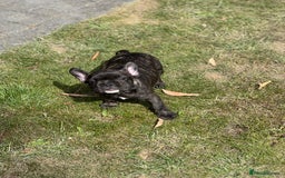 French Bulldog dogs for sale: 4 cute puppies looking for new loving homes - Image 10