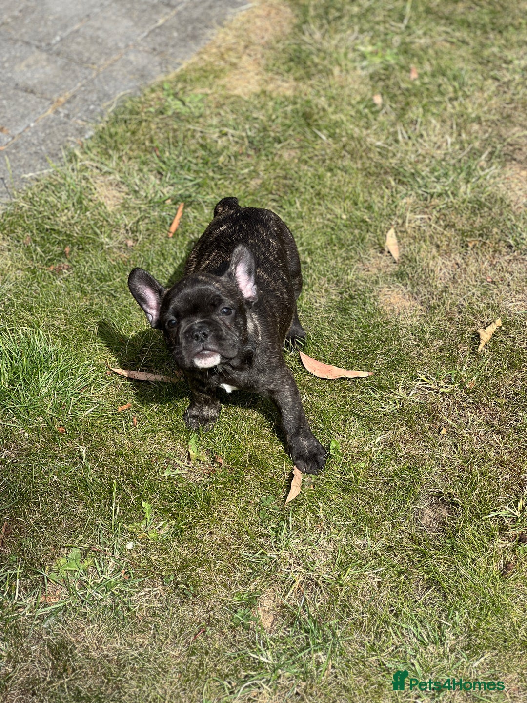 French Bulldog dogs for sale: 4 cute puppies looking for new loving homes - Image 10