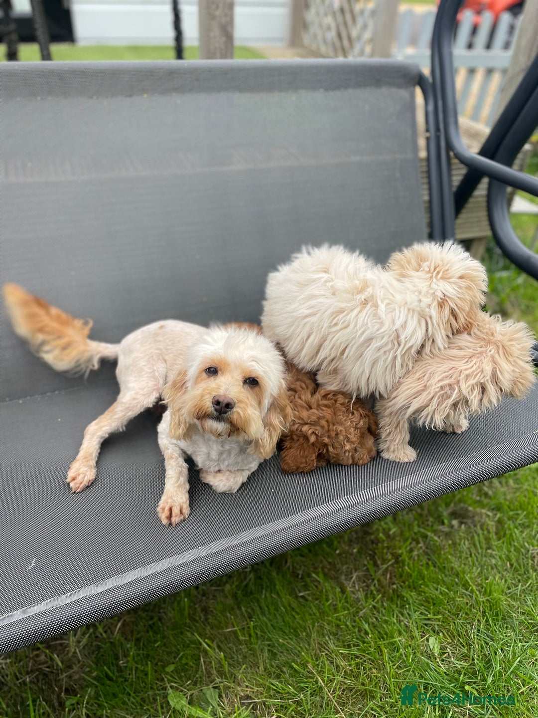 Cavapoo dogs for sale: F1b cavapoo - Image 11