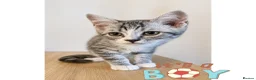 Ragdoll cats for sale: Ragdoll & Ragdoll cross kittens - Advert 9