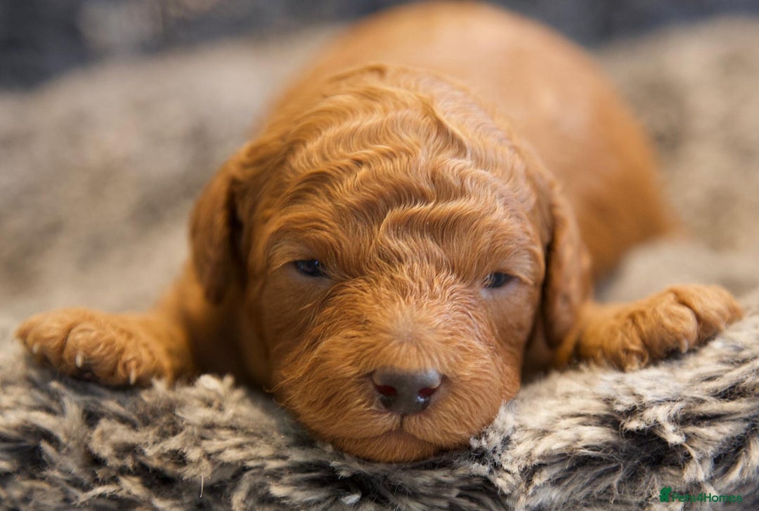Cavapoo dogs for sale: Gorgeous F1B Fox Red Cavapoo Puppies - Image 28