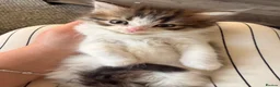Mixed Breed cats for sale: Turkish Angora x Ragdoll kittens for Sale!! - Advert 8