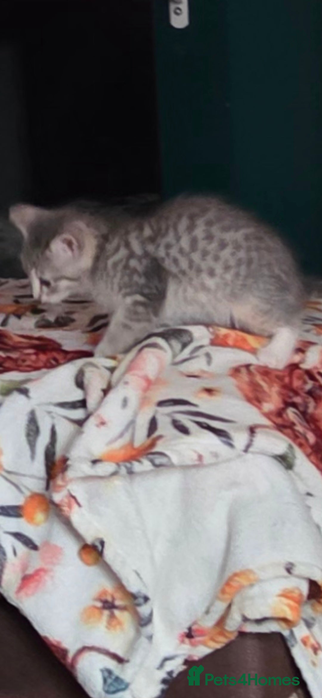 Mixed Breed cats for sale: Kittens ready now  - Image 8